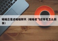 蝙蝠总是进蝙蝠聊天（蝙蝠老飞进屋是怎么回事）